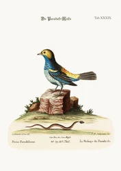 Die Meise des Paradieses, 1749-73